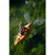 Advanced Elements : Picture 5 thumbnail