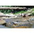 ENO : Picture 12 thumbnail