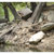 Grand Trunk : Picture 5 thumbnail