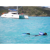 OverBoard : Picture 10 thumbnail