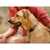Ruffwear : Picture 4 thumbnail