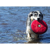 Ruffwear : Picture 4 thumbnail