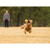 Ruffwear : Picture 3 thumbnail