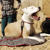 Ruffwear : Picture 4 thumbnail