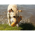 Ruffwear : Picture 5 thumbnail