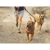Ruffwear : Picture 5 thumbnail
