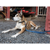 Ruffwear : Picture 6 thumbnail