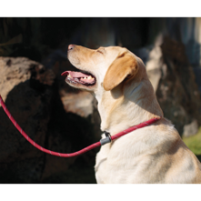 Ruff Wear Just-a-Cinch Leash