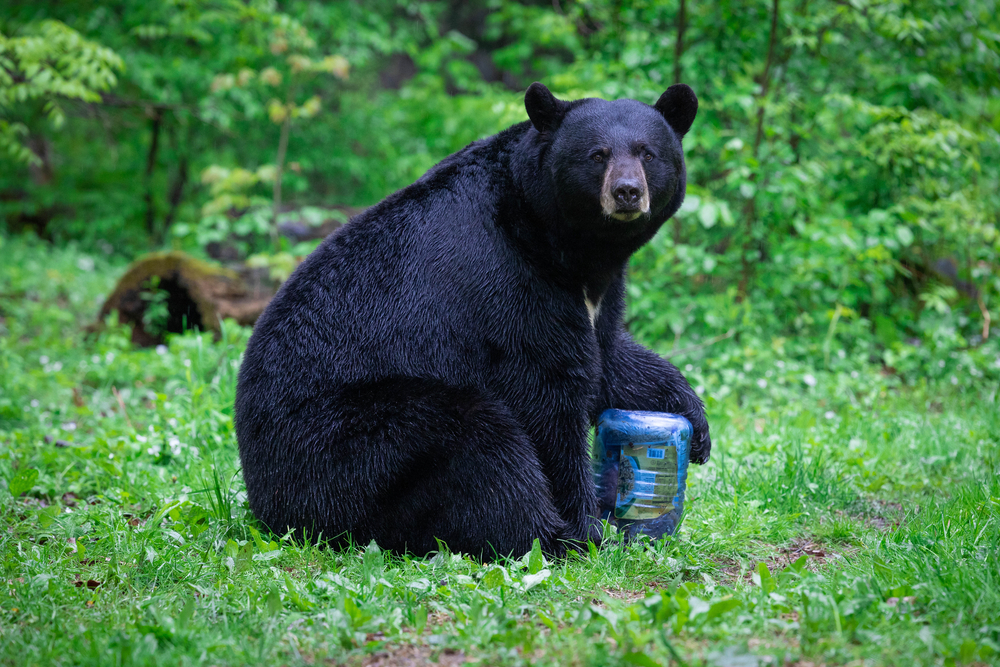 BV500 Solo Bear Resistant Food Canister