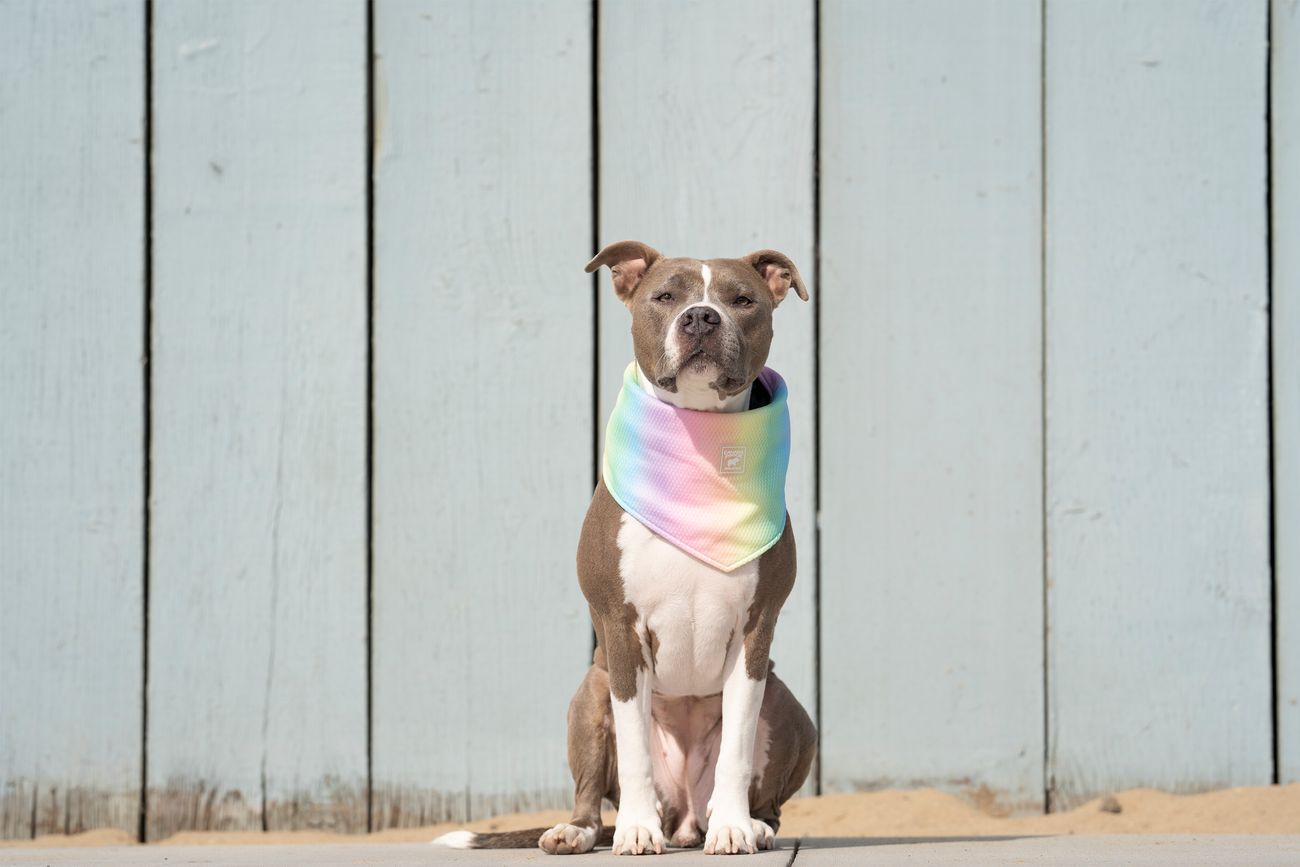 Canada Pooch Chill Seeker Cooling Bandana for Dogs