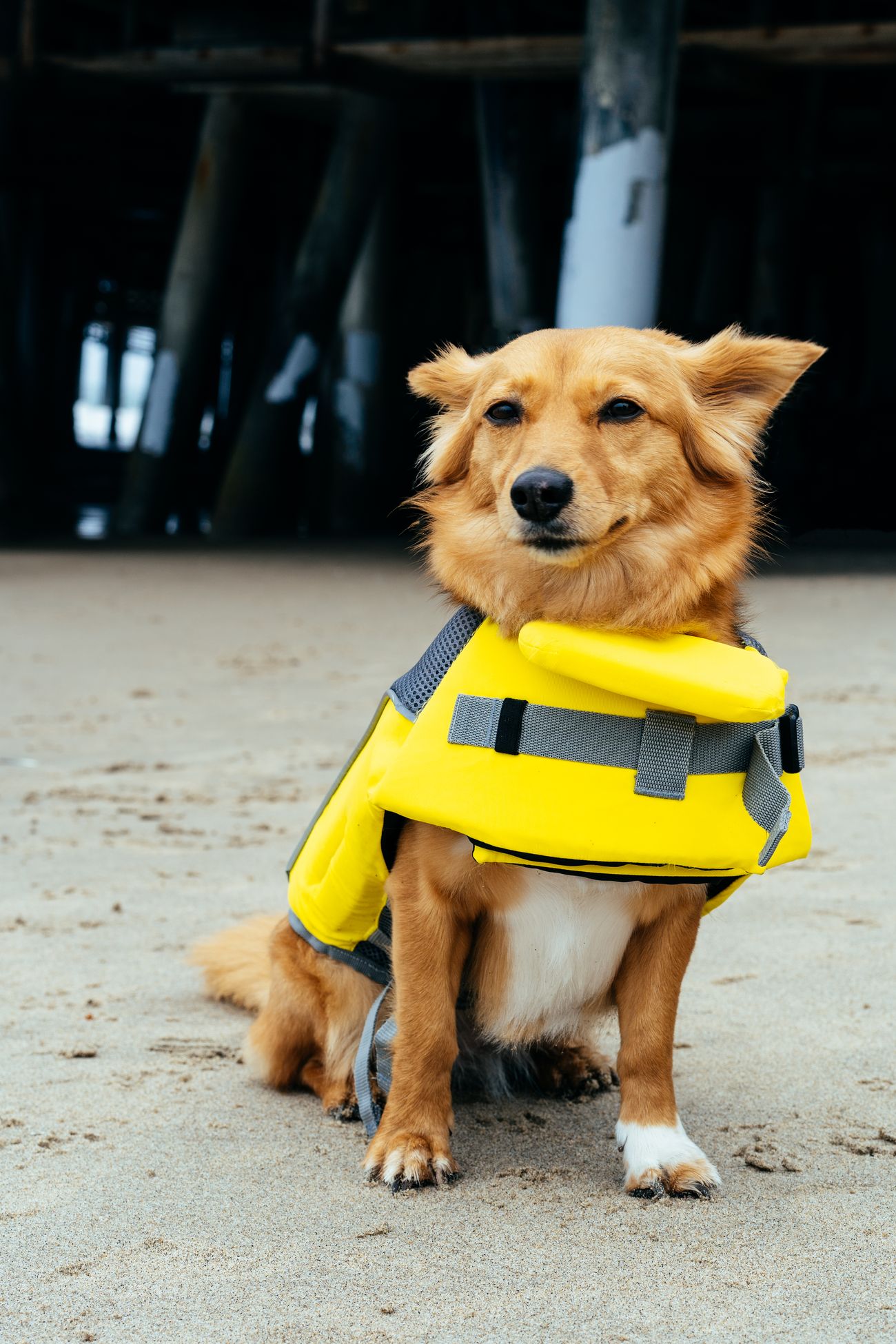 Canada Pooch Wave Rider Dog Life Jacket SunnySports