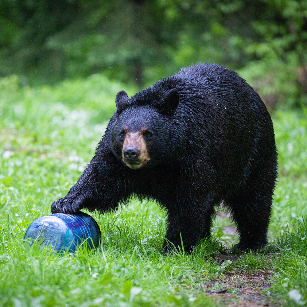BV500 Solo Bear Resistant Food Canister