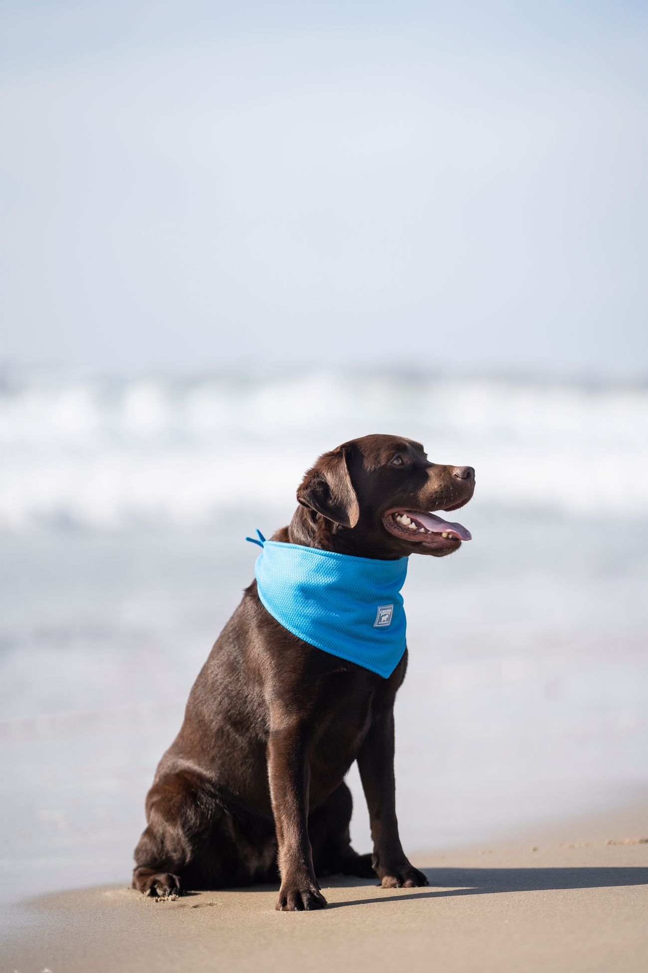 Canada Pooch Chill Seeker Cooling Bandana for Dogs