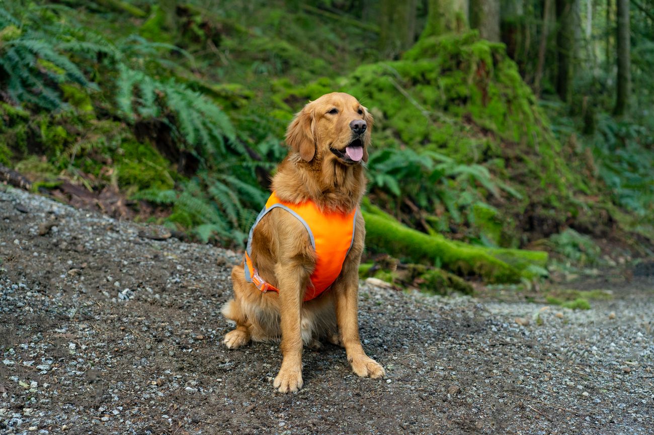 Canada Pooch High Visibility Reflective Dog Safety Vest 