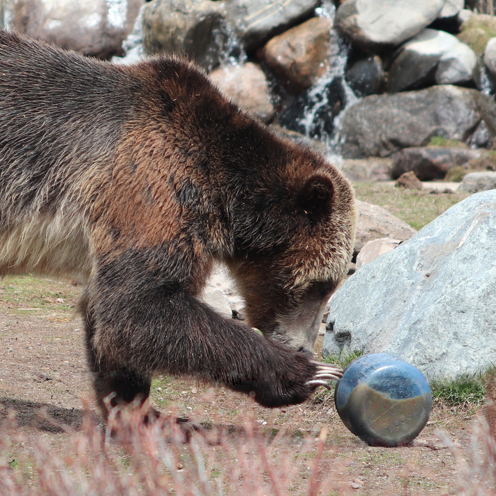 BearVault BV425 Sprint Bear Resistant Food Canister