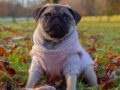 Dog clothes feature