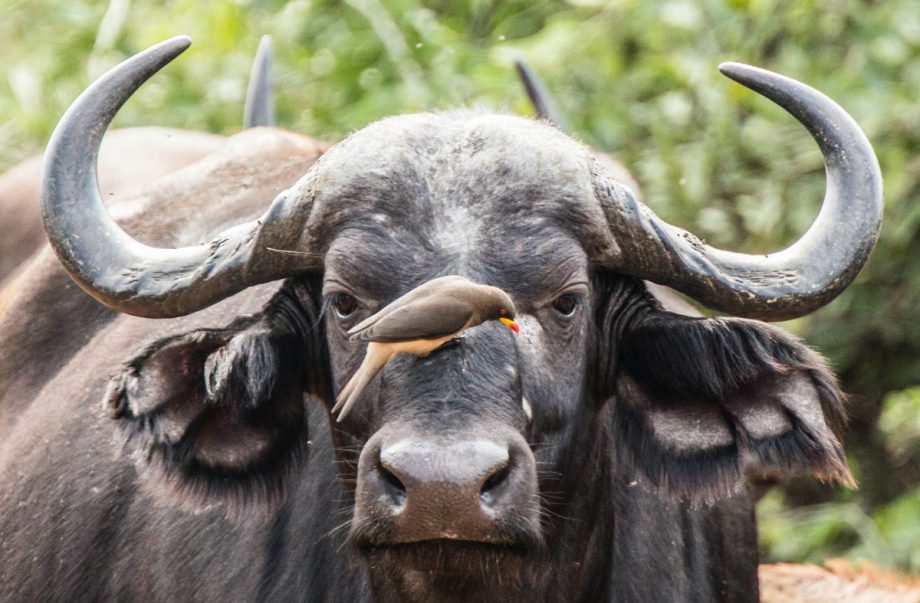Buffalo and Oxpecker