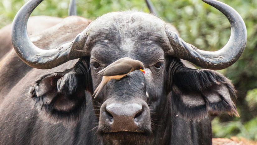 Buffalo and Oxpecker symbiotic relationships nature