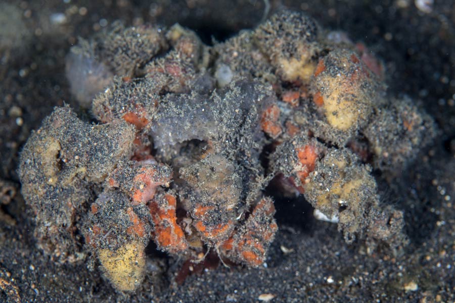 Decorator crab and sponge