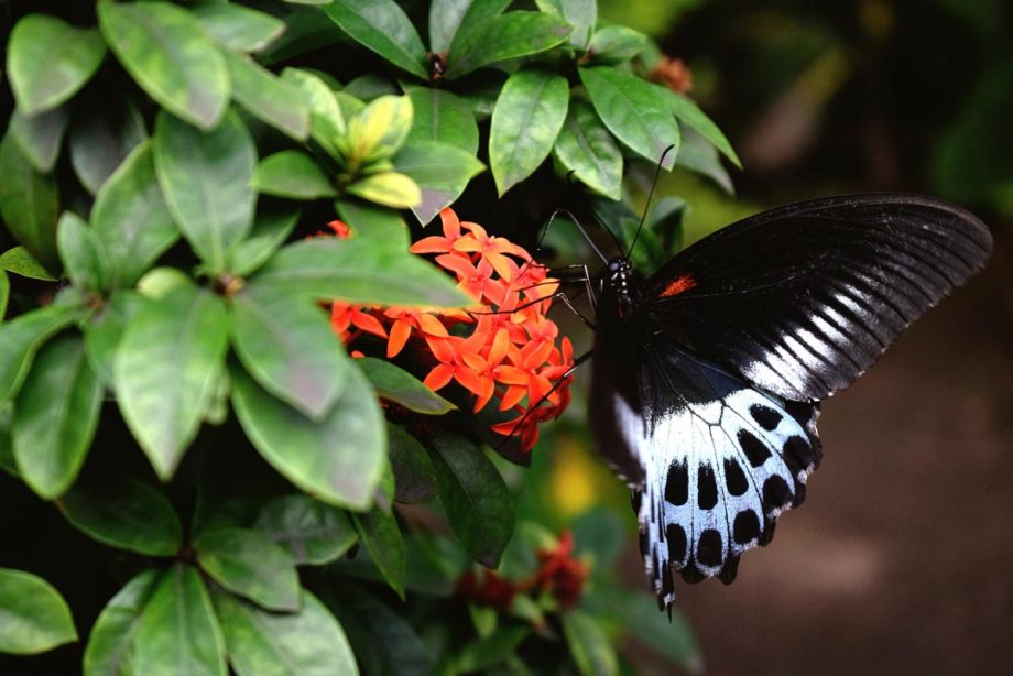 Butterfly and flowers