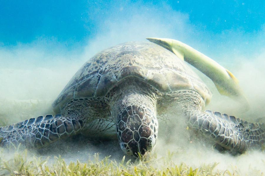 Sucker fish on turtle