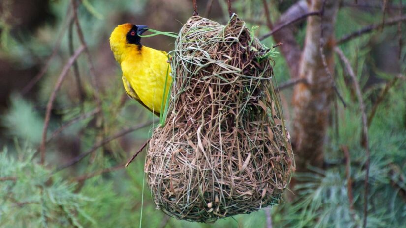 Bird nest feature
