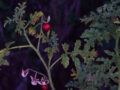 Nightshade Feature