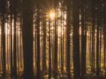 Sunshine through forest feature