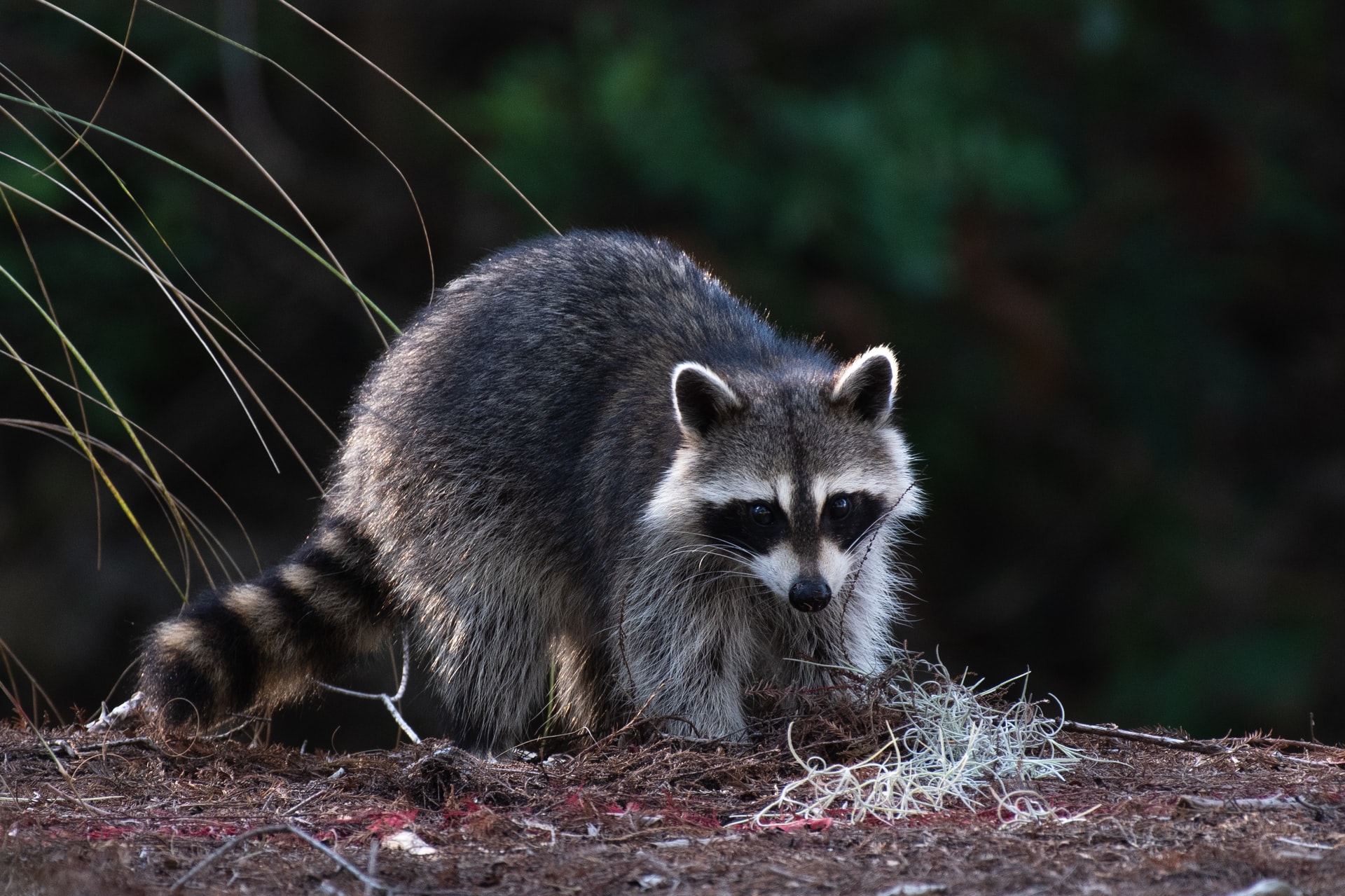 Nocturnal Creatures of North America