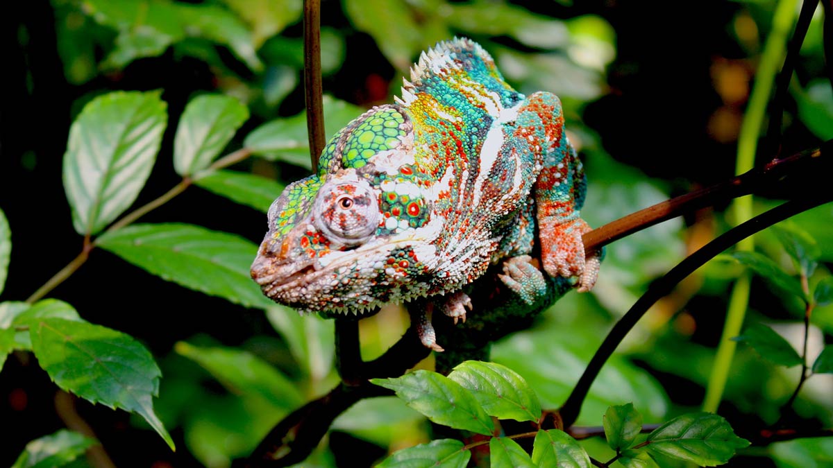 Chameleons don't change colour, they use smart mirrors