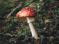 Fly Agaric Amanita muscaria mushrooms to avoid