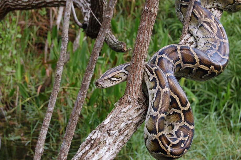 Burmese Python everglades most destructive invasive species in the us