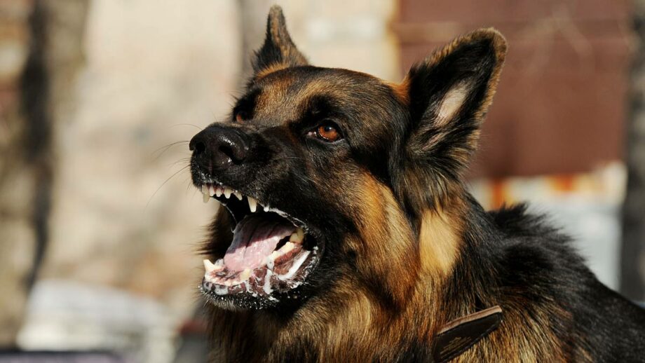 Signs of Rabies in Animals You Should Know Signs of Rabies in Animals You Should Know