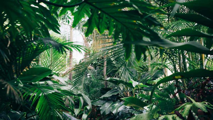 Rainforest layer feature