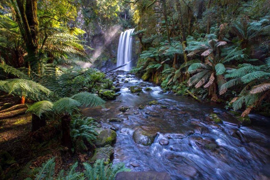 Rainforest layer