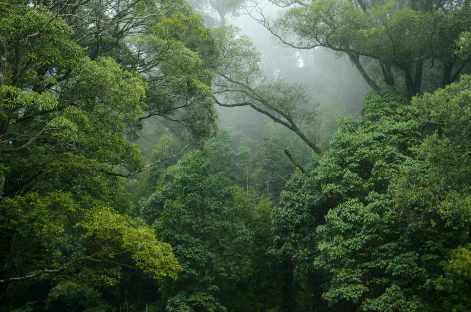 Layer of rainforest