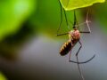 Mosquito feature