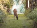 Wildlife preserve feature
