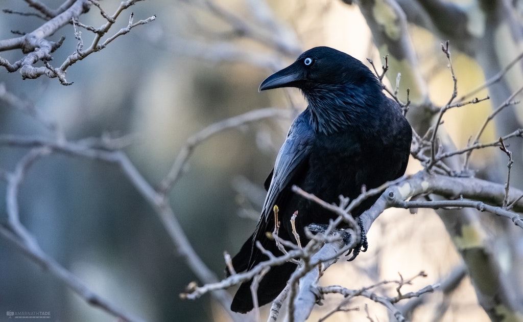 Raven/Crow