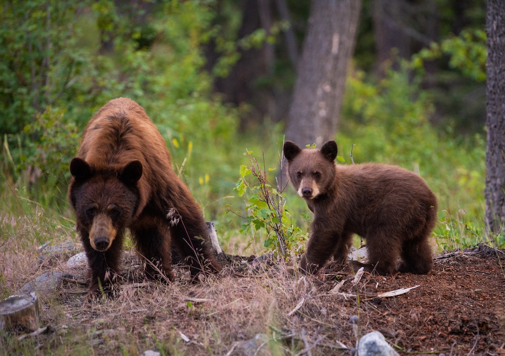 Two bears