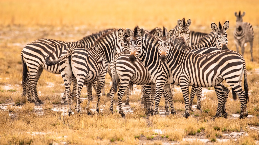 Group of zebra