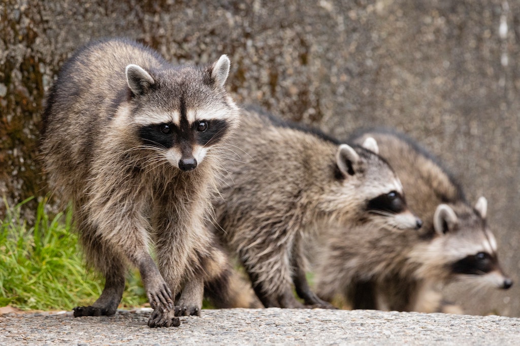 Group of raccoons