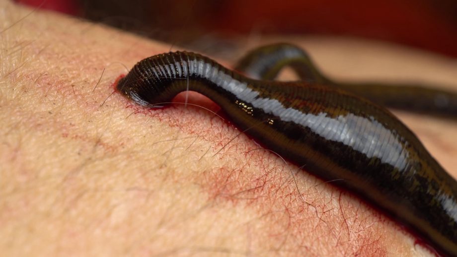 5 Common Parasitic Animal Relationships SunnyScope