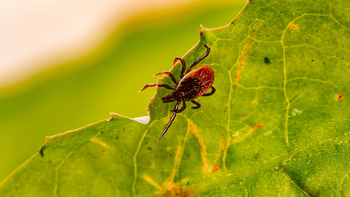 5 Common Parasitic Animal Relationships - SunnyScope 5 Common Parasitic Animal Relationships - SunnyScope