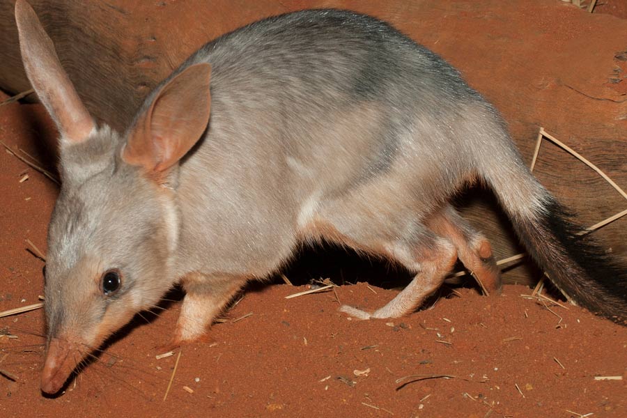 Bilby