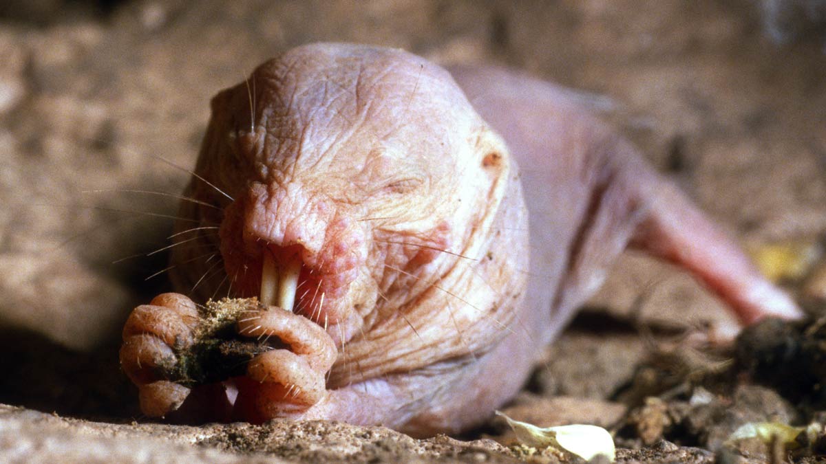 5 Underground Animals That Rarely See the Light of Day 5 Underground Animals That Rarely See the Light of Day