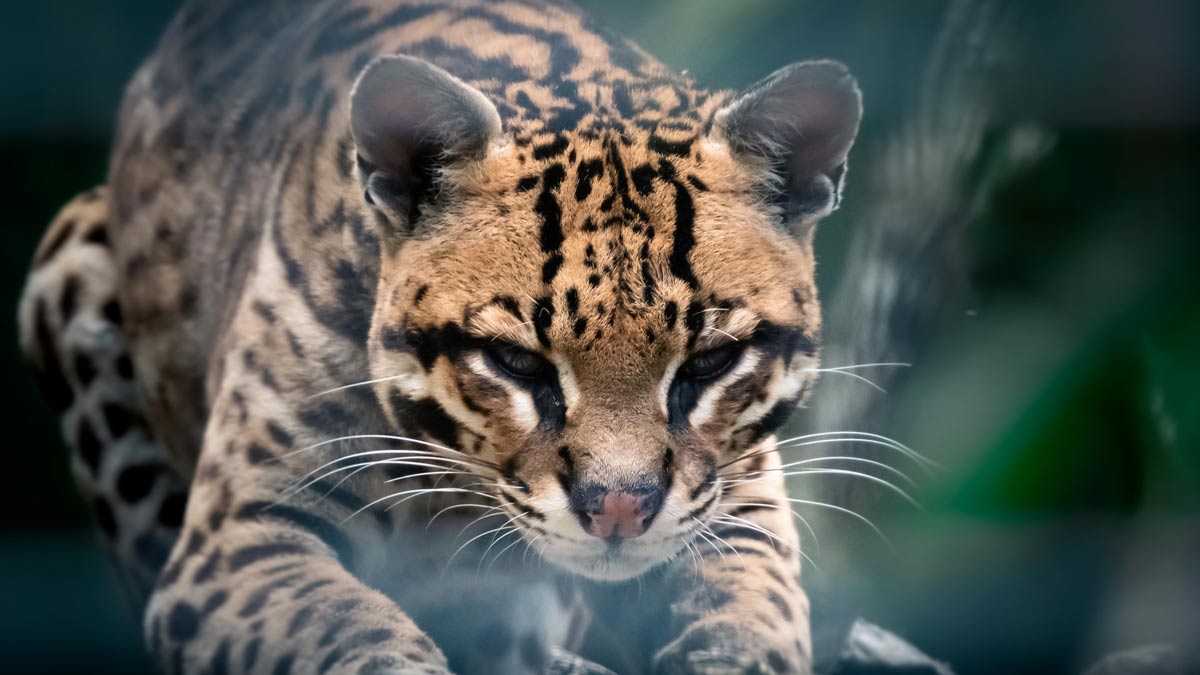 5 Endangered Species of Texas 5 Endangered Species of Texas