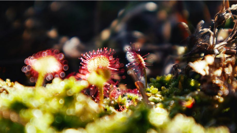 Drosera feature