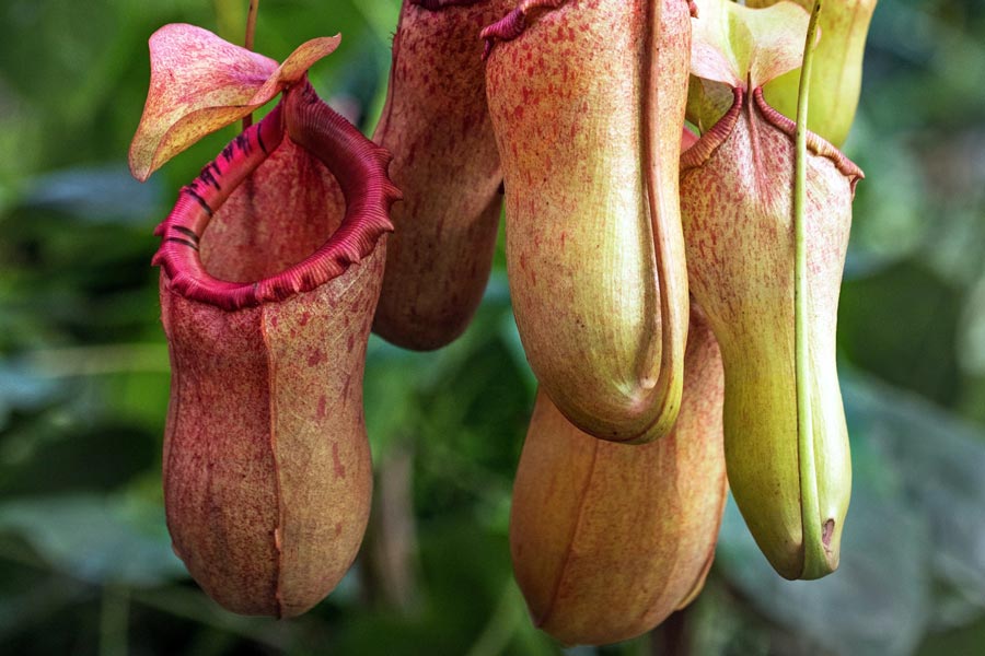 Nepenthes