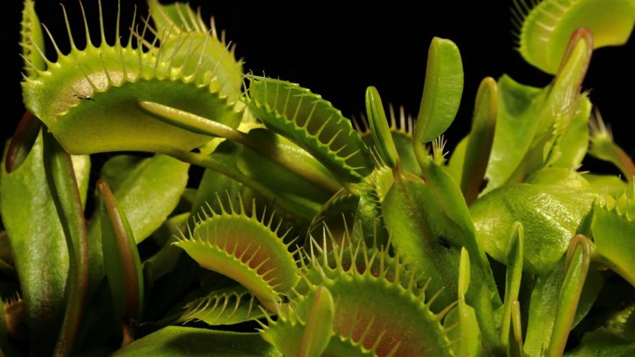 Venus Flytrap